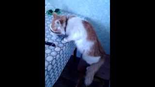 Кот кушает с тарелки хозяина. Очень смешное видео!