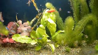 удобрение Tetra PlantaMin, Запуск аквариума 250 литров