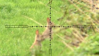 Rabbit Hunting with a .22LR Part 2, (WARNING!! GRAPHIC FOOTAGE)