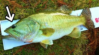 釣った魚の目が飛び出るほどの大物釣り対決！すぺもんｘマスゲン