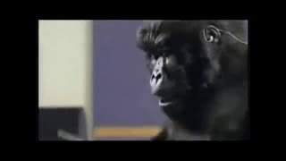 Cadbury Gorilla Advert X Factor Audition