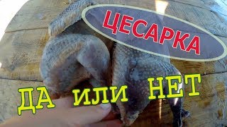 Цесарка в нашем хозяйстве - быть или не быть // Забой // Приготовление // Мое хозяйство