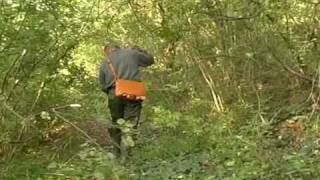 Preparazione caccia beccaccia SETTER INGLESE e astore.