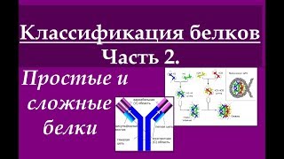 Биохимия. Классификация белков. Ч.2. Простые и сложные белки