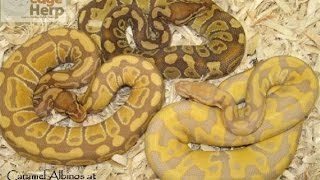 Caramel & Ultramel Ball Pythons: Muscle Serpents University #3