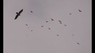 Орел-карлик жестко Атакует Голубей/ Eagle dwarf attacking pigeons