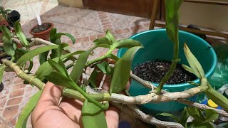Chia Sẻ Kie Phi Điệp Xổ Số Gây Quỹ HoalanTV