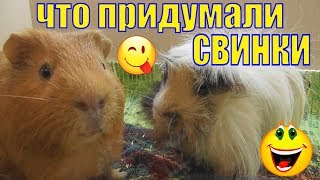 Про шиншиллу Шушу /Что придумали свинки/У нас весело/Смешной стишок/Елена и зверята