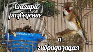 Гибридизация и разведение снегирей