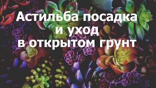 Астильба посадка и уход в открытом грунт