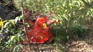 SEPPI M. - MIDIFORST FRESA - Forestry mulcher + soil tiller / fresa forestale e del suolo