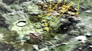 Debunk This - Undeniable Proof - Mars Has Life On It.- Leaked NASA Archives Part 1
