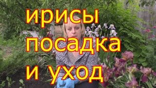 ирисы посадка и уход