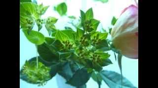 【お花と音楽】フリー素材写真集【完全無料/背景写真動画】