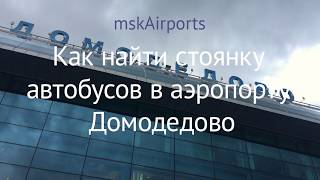 Как найти стоянку автобусов в аэропорту Домодедово