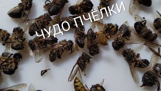 #ПЧЕЛИНЫЙ ПОДМОР(народный рецепт)