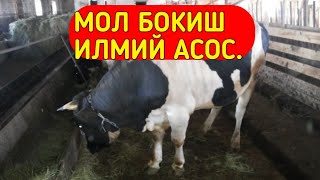 МОЛ БОКИШ ИЛМИЙ АСОС.