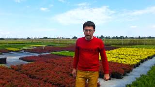 Як правильно вибрати і купити декоративні рослини