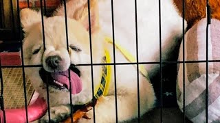 Wanna Laugh All Day Long? Then Watch These Funny Pets ????