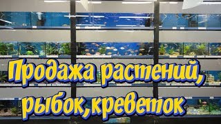 Объявление! Продажа аквариумных растений, рыбок, креветок! Купить аквариумные растения !