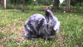 SteweBugs - My Bunny [HD]