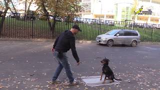 Комплекс, Неправильное сочетание команды, жеста и подхода к собаке