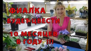 ФИАЛКА БУДЕТ ЦВЕСТИ 10 МЕСЯЦЕВ В ГОДУ !!!
