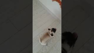 cirkin pug mops ve temizlik PUG MOPS leben :) PUG MOPS live