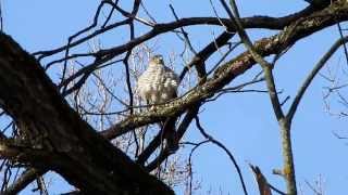 18.03.2015   Ястреб перепелятник  часть-3