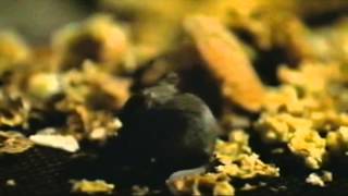 Рассказы из улья