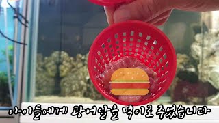 광어알피딩 내 해수항에서 첫 출생한 개체는? 좌충우돌 해수항 에피소드