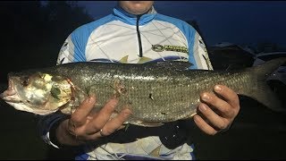 Жерех на реке Пьяна, Нижегородская обл., 07.17