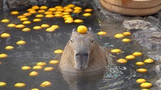 Capybara with mandarin orange on head in the open-air bath☆みかんを頭にのせるカピバラ 伊豆シャボテン動物公園【元祖カピバラの露天風呂】