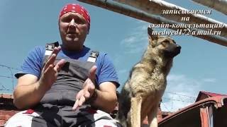 Течка у собак