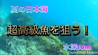 【魚突き】最高の透明度の日本海で超高級魚を狙う！