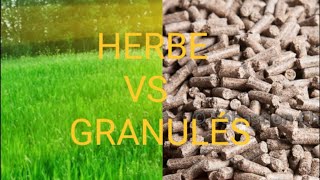 Herbe VS granulés : le match croissance et parasitisme