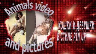 КОШКИ И ДЕВУШКИ В СТИЛЕ PIN UP