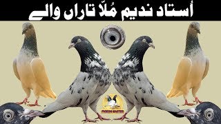 HIGHFLYER PIGEONS FROM USTAD NADEEM MULLA TARA WALA'S LOFT