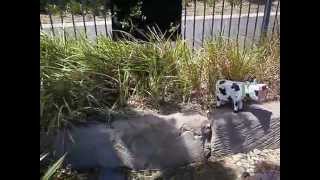 Autism Queensland Rockhampton Rainbow Sensory Garden