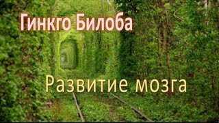 Гинкго Билоба, Развитие мозга!