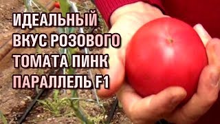 ПИНК ПАРАЛЛЕЛЬ F1 - ИДЕАЛЬНЫЙ ВКУС РОЗОВОГО ТОМАТА (17-11-2019)
