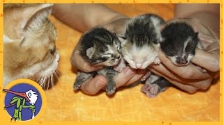 Кошка Китти родила котят. Поиски и спасение потерявшихся котят