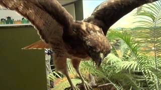 Inauguran exposición temporal "La Evolución de las Aves"