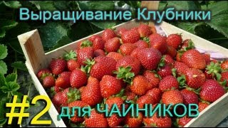 Как вырастить дома 1 тонну клубники на 1 сотке (строим теплицу)