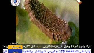الإعجاز فى خلق النمل والبعوض -د.محمد داود ج 1 من 2