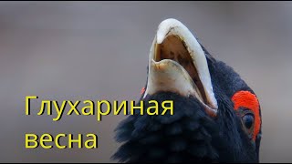 Глухариная весна / Tetrao urogallus / Capercaillie (Eurasian Capercaillie)