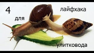 //4 лайфхака для улитковода//гигантские улитки ахатины//