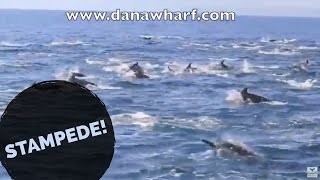 Dolphin Stampede High Jump
