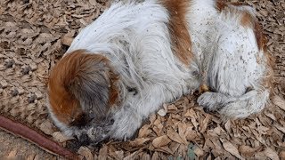 Собаку Выбросили на Ходу из Машины, Она Страдала, а Люди Проезжали Мимо