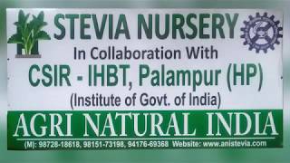 Stevia Nursery of Agri Natural India in Collaboration with CSIR-IHBT Palampur in Polyhouse Ludhiana